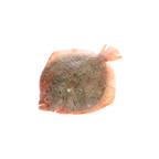 METRO Chef Rodaballo 0.8-1 kg de críaPortugués