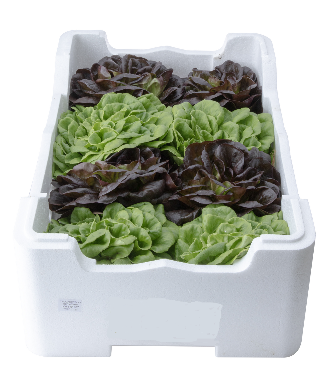 Lechuga trocadero caja 8ud