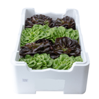 Lechuga trocadero caja 8ud