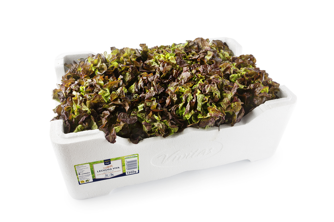 Lechuga roble roja caja contiene 8ud