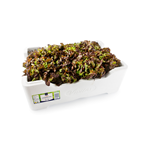 Lechuga roble roja caja contiene 8ud