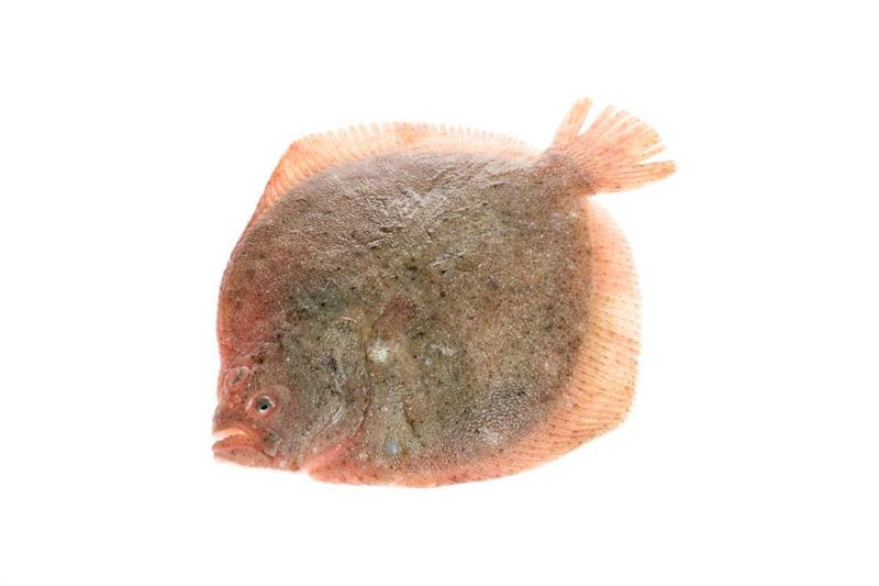 METRO Chef Rodaballo de cría 2-2,5 Kg origen España