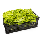 Lechuga batavia caja contiene 6ud aproximado