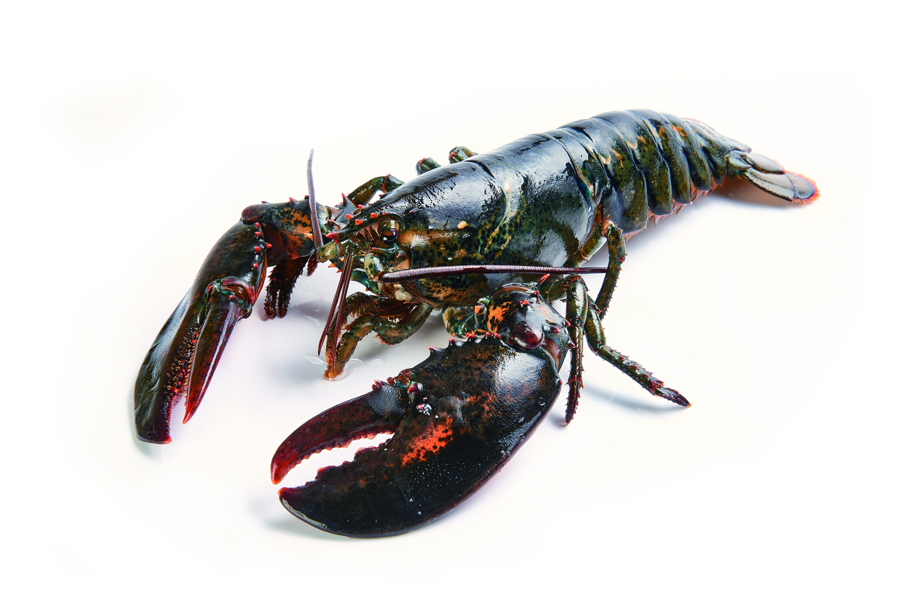 Bogavante 0,4-0,6 Kg origen USA