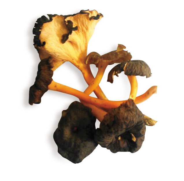 Seta angula del monte amarilla silvestre categoría I caja 1 kg