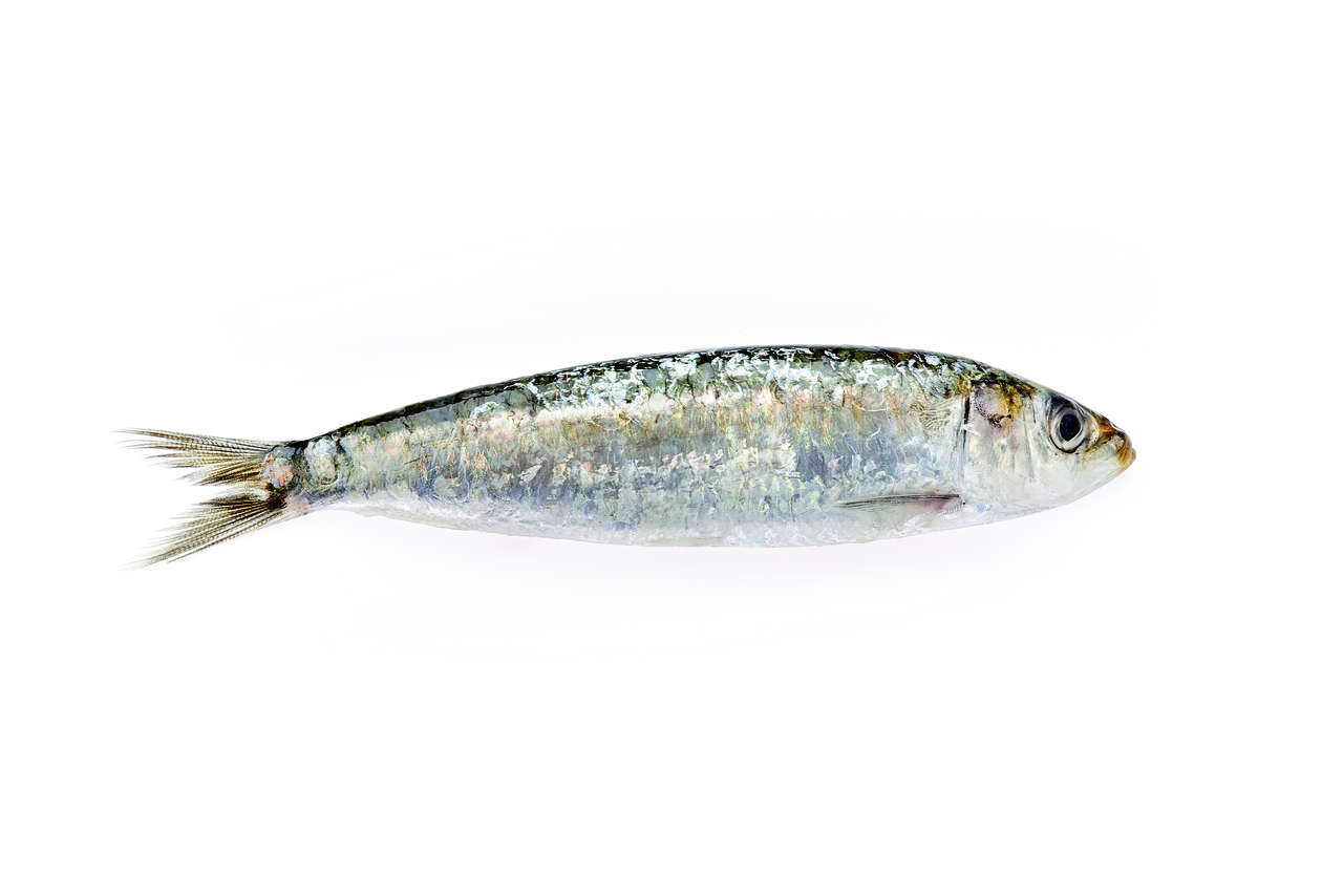 Sardina filete España 50-100g FAO 34 Atlántico Este Central