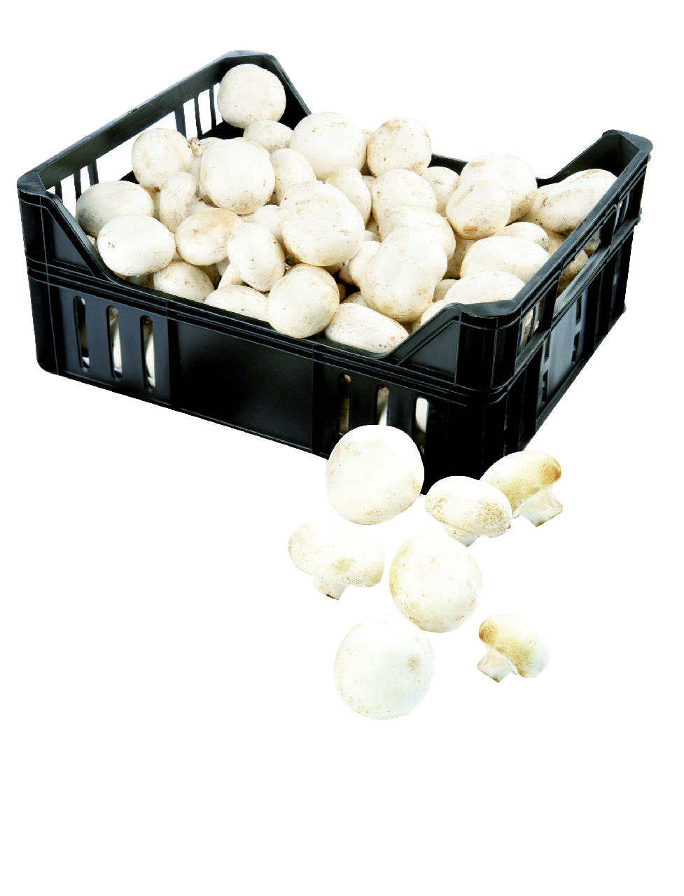 Champiñón portobello caja 1 Kg