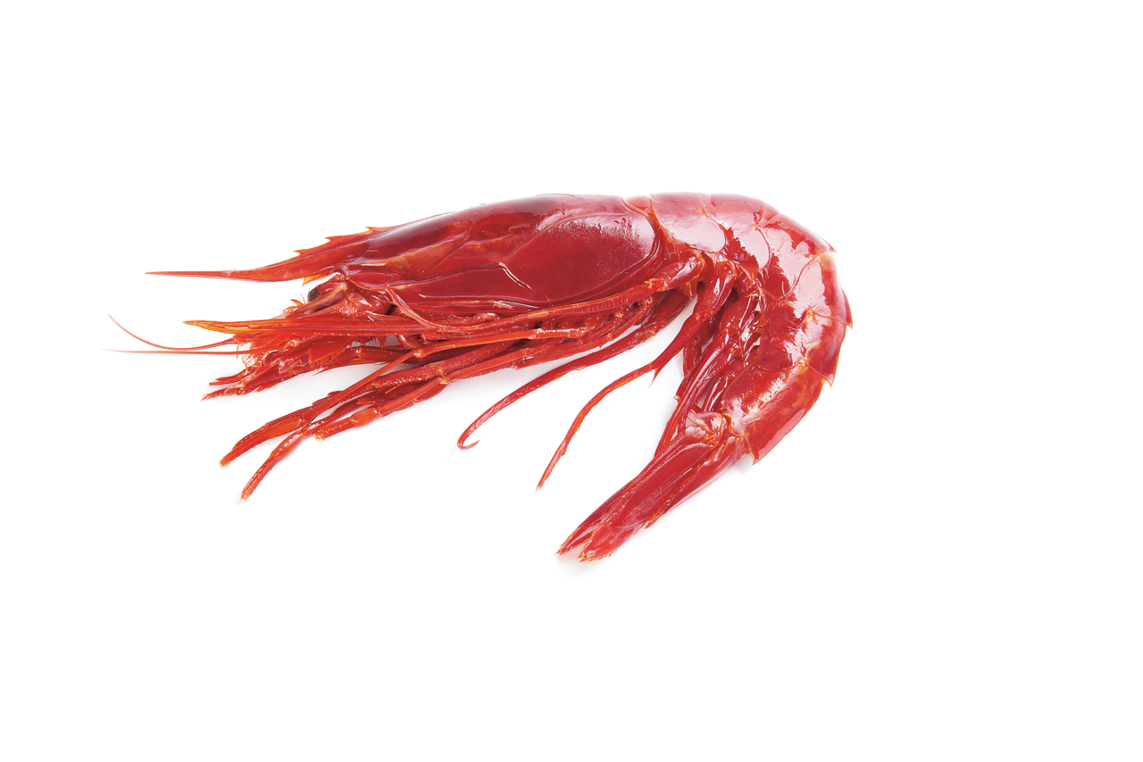 Carabinero elaborado Marruecos 11-15piezas/kg Al peso