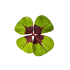 Oxalis verde tarrina contiene 20ud aproximado
