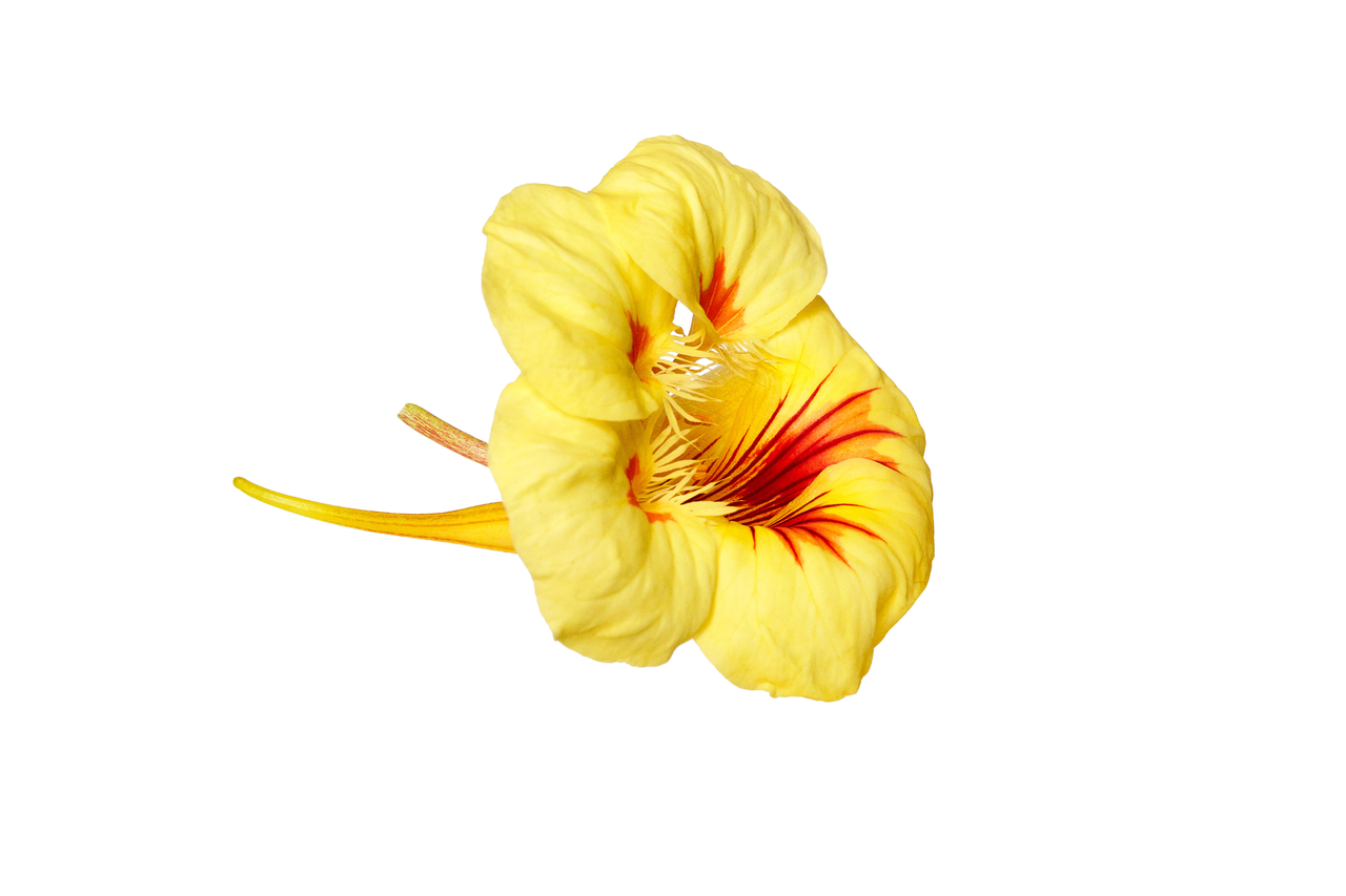 Flores capuchina estuche 10g aproximado