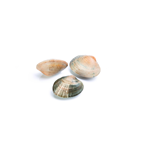 makro Chef almeja fina contiene 35-40piezas/kg FAO 27 Atlántico Noroeste (1000 g aprox.)