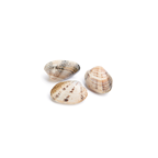 makro Chef Almeja babosa contiene 70-75piezas/kg FAO 27 Atlántico Noroeste (1000 g aprox.)