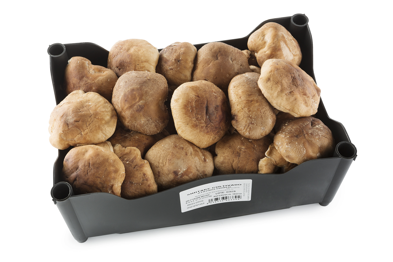 Seta Shiitake caja 1 kg