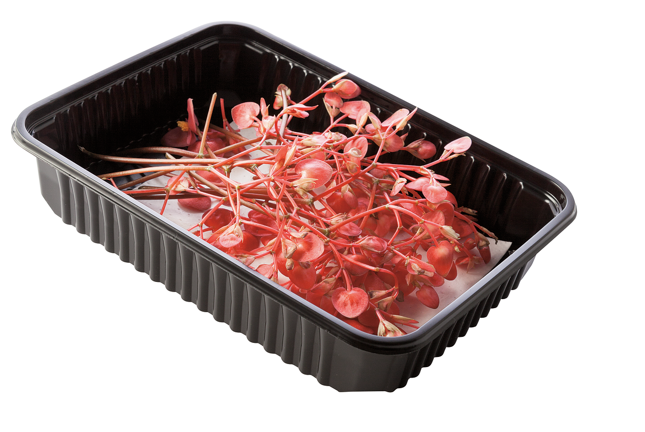 Apple blossom en tarro contiene 100 ud