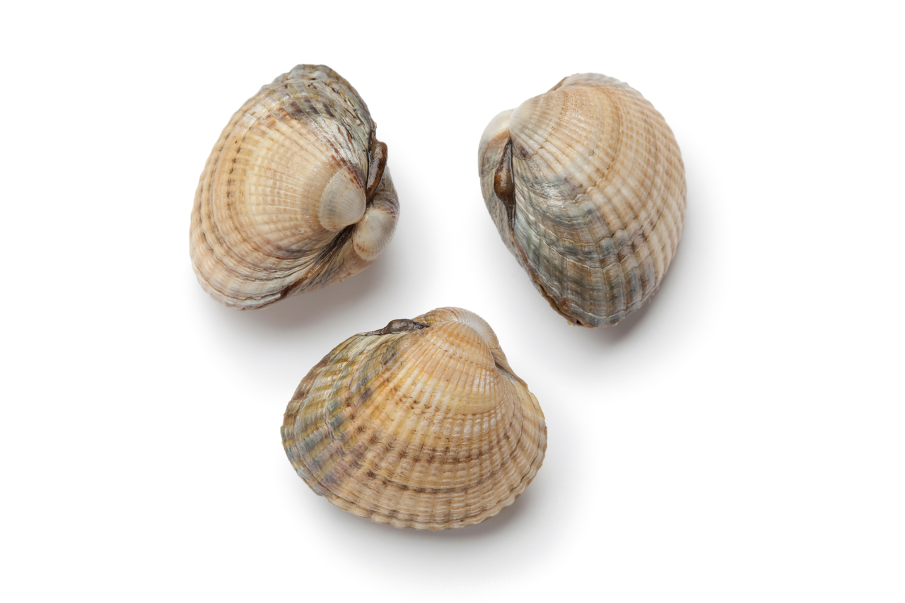 METRO Chef Berberecho 70-90 piezas/ Kg FAO 27 Malla 1 Kg