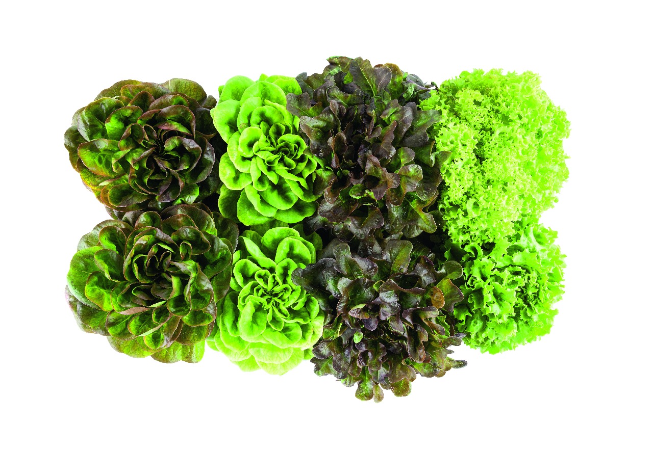 Lechuga batavia mixta viva en caja de 8 piezas