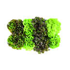 Lechuga batavia mixta viva en caja de 8 piezas