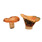 Seta níscalo/ revellon silvestre categoría I pz de 5 kg