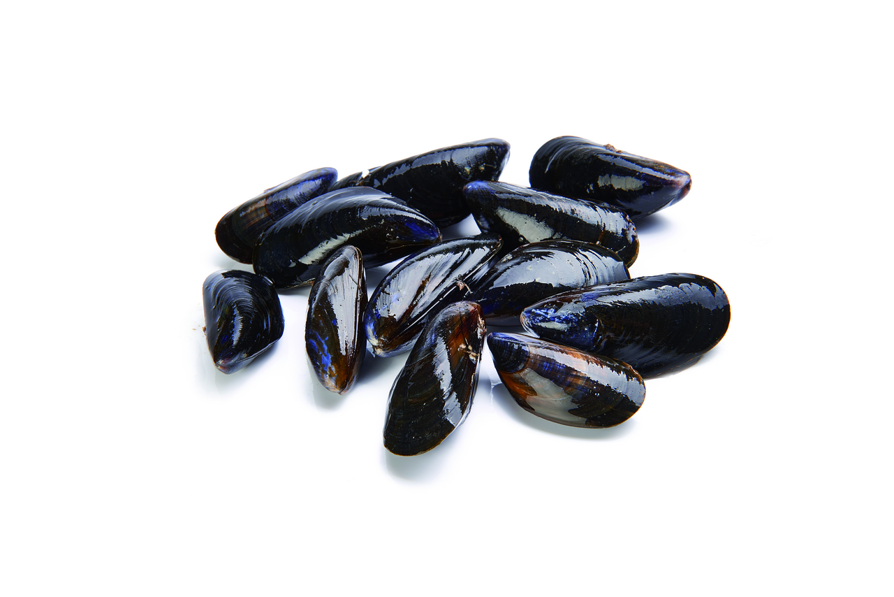 Mejillón de cría en atmósfera 28-34 piezas/ Kg origen España