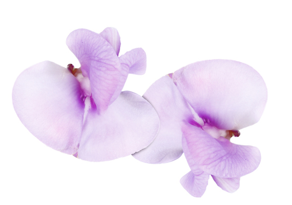 Bean blossom en tarro contiene 20 ud
