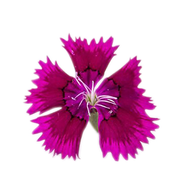 Clavel morado bandeja 45g