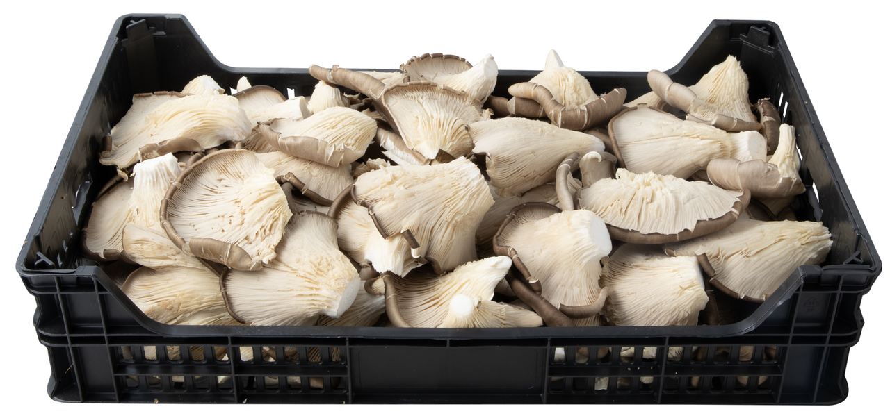METRO Chef Seta especial plancha caja 2,5Kg