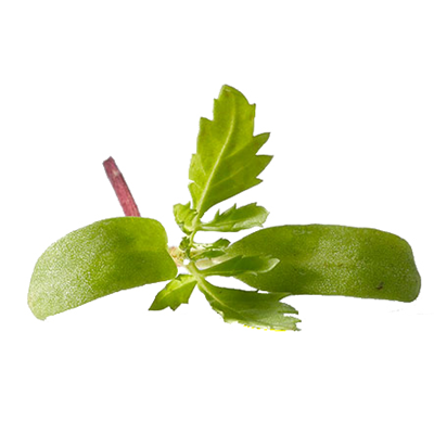 Brote De Mandarina Bandeja 30g Makro
