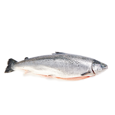 Salmon 5-6 kg de Cría Origen Noruega. Sin manipular