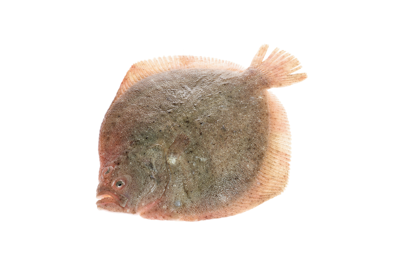 METRO Chef Rodaballo de cría 2,5-3 Kg origen España