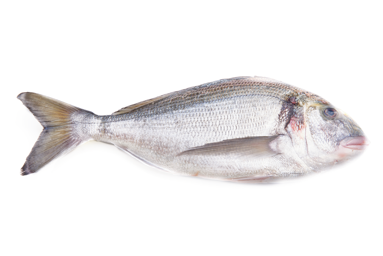DORADA 0,8KG DE CRIA SIN MANIPULAR