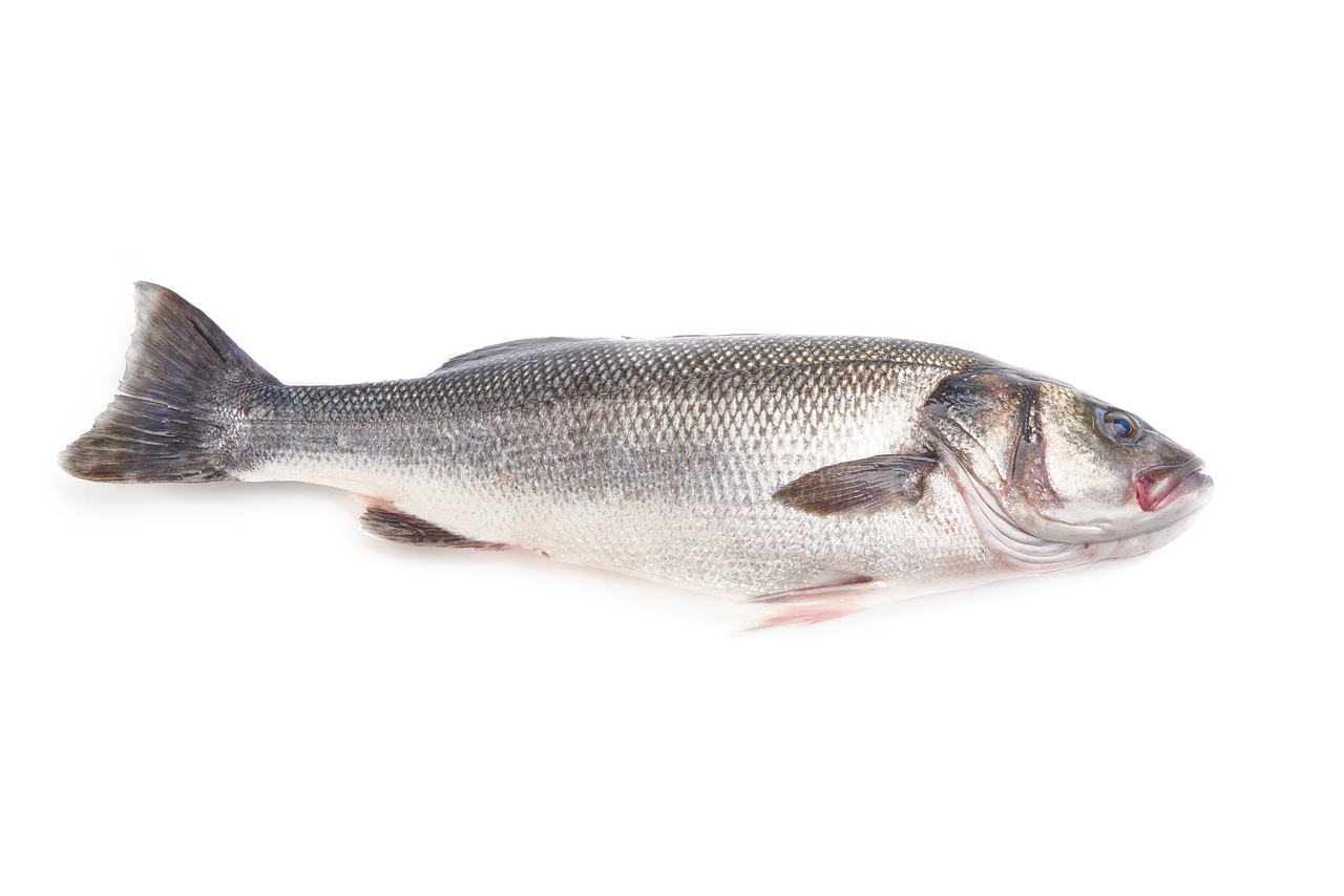 LUBINA 1,5-2KG DE CRIA SIN MANIPULAR	