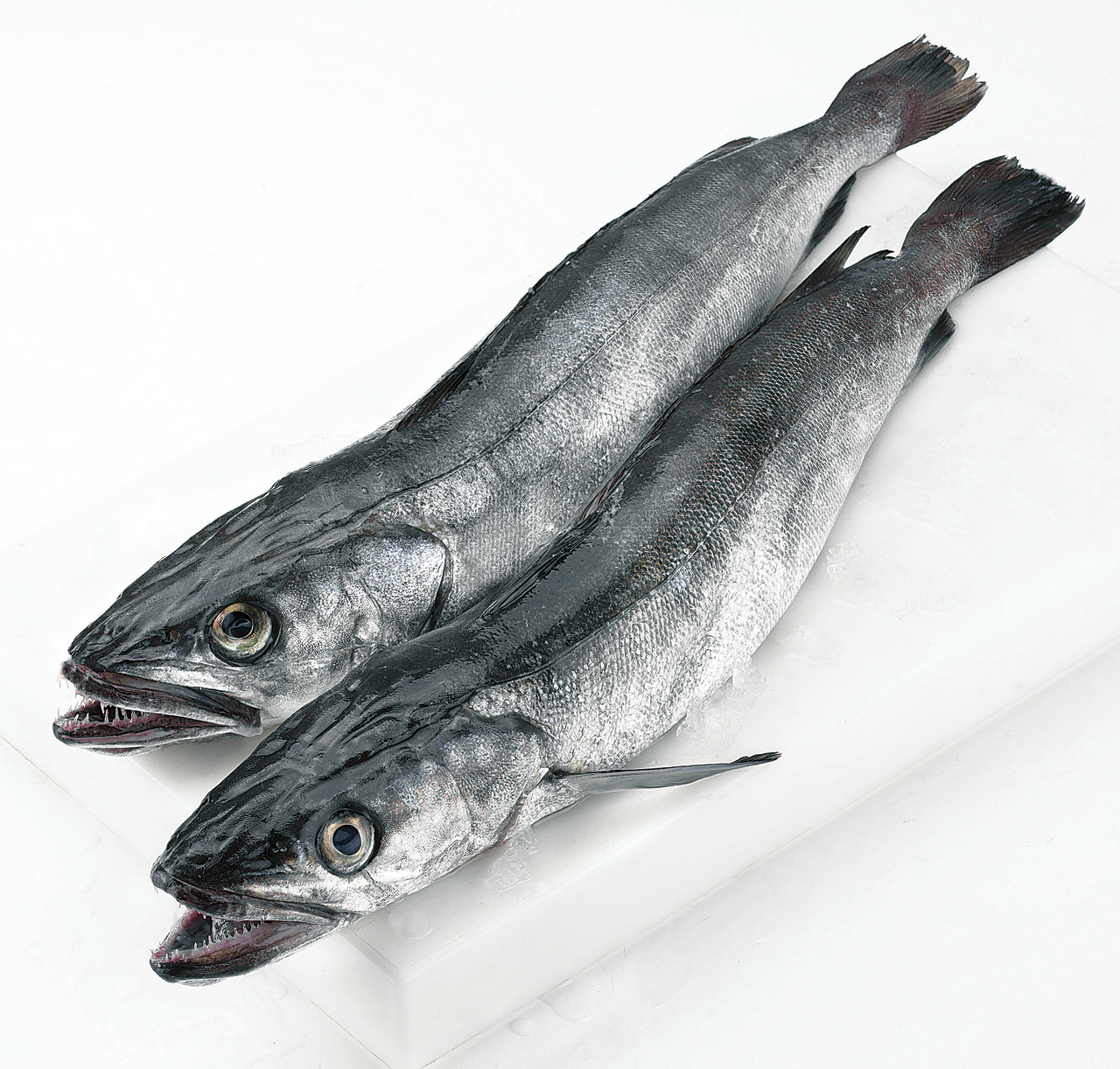 Merluza volanta 3-4kg FAO 27 Atlántico Noroeste