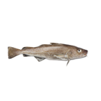 Bacalao sin cabeza Dinamarca 4-6kg FAO 27 Atlántico Noreste