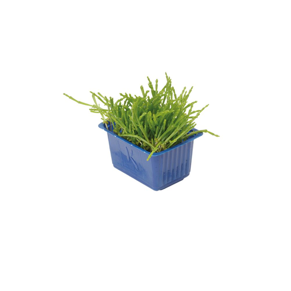 Salicornia en tarrina 100g