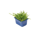 Salicornia en tarrina peso 100 gr