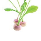 Mini navet Hotgame 400 g France