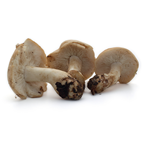 Champignon Pied-de-mouton 1 kg France