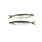 Maquereau calibre 200/500 pêché en Atlantique Nord-Est