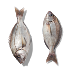 Dorade Grise extra calibre 800/2.0 pêchée en Atlantique Nord-Est colis 10 kg