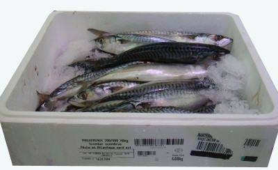 Maquereau calibre 400/800 pêché en Atlantique Nord-Est