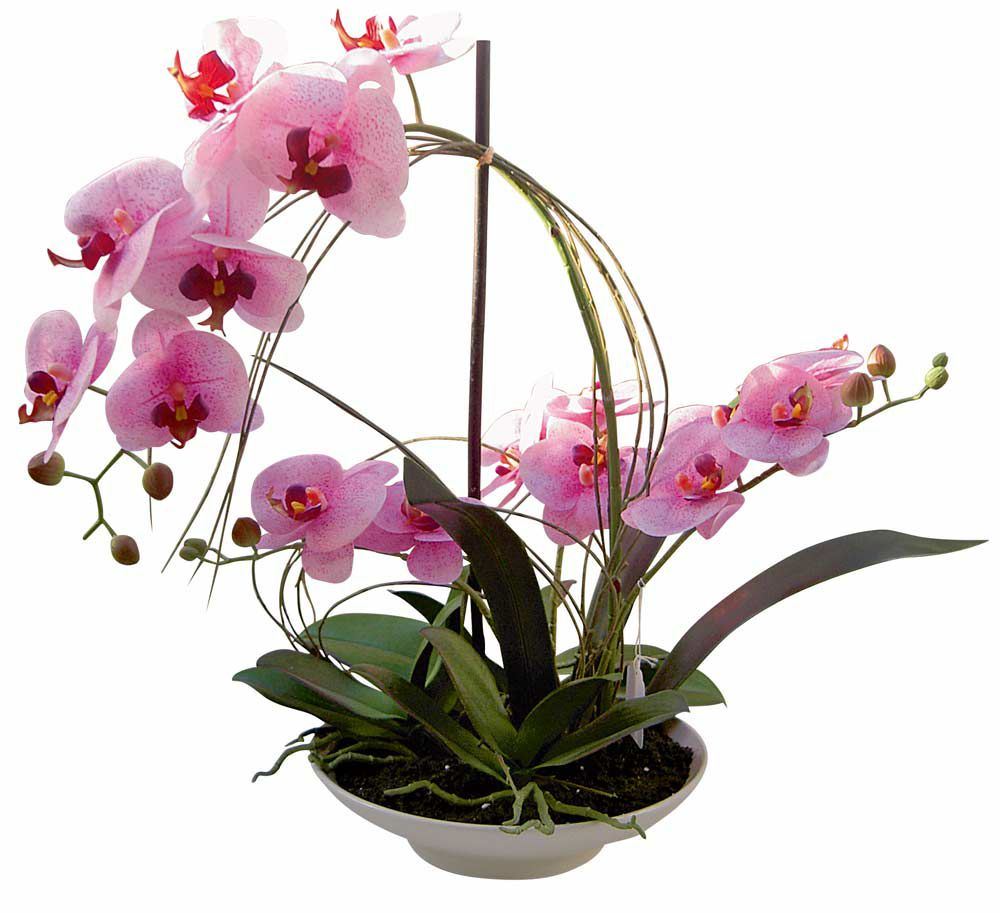 Coupe Orchidée tigrée 4 branches