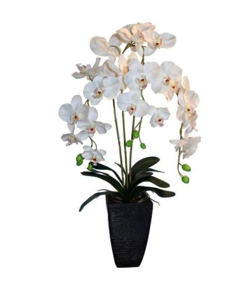 Pot Phalaenopsis 3 branches 74 cm