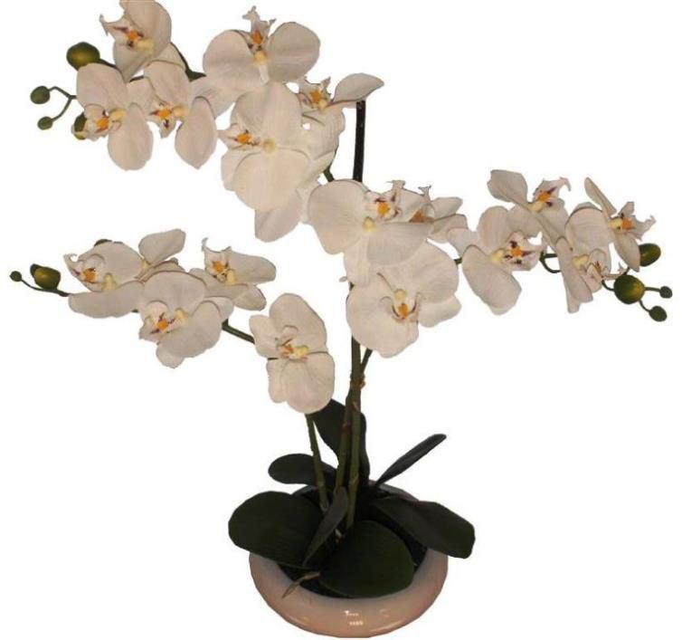 Phalaenopsis crème dans coupe 3 branches