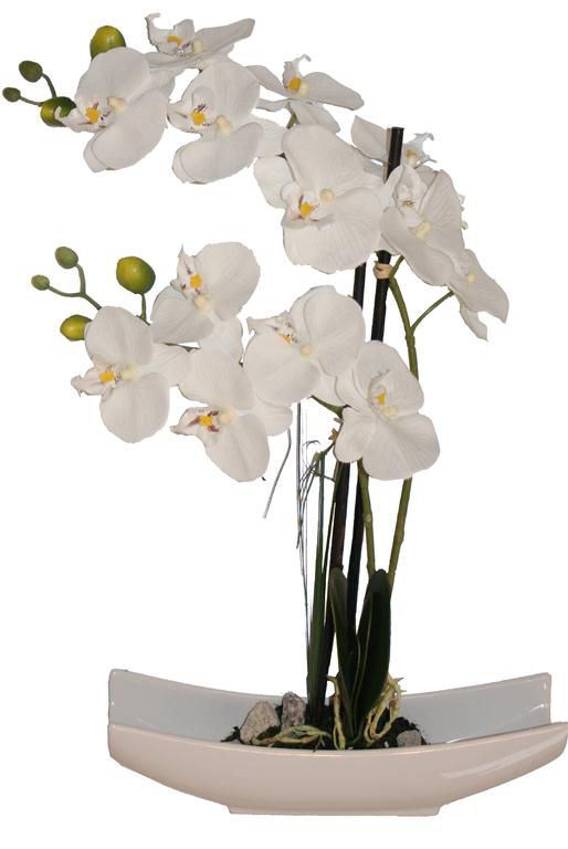 Phalaenopsis dans coupe rectangle 2 branches