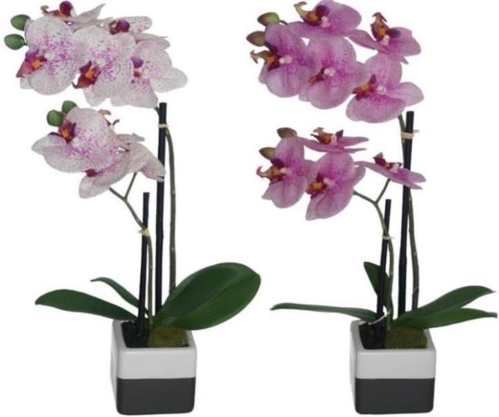 Orchidée tigrée 42 cm (modèle au choix) Maxita