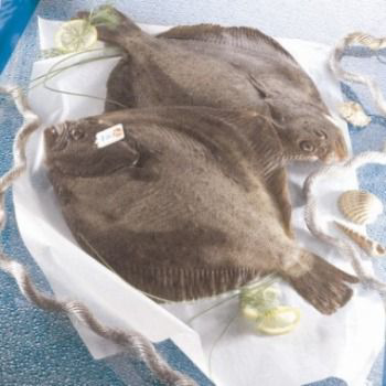 Turbot calibre 4/6 pêché en Atlantique Nord-Est 