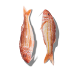 Rouget Barbet friture pêché en Atlantique Nord-Est 