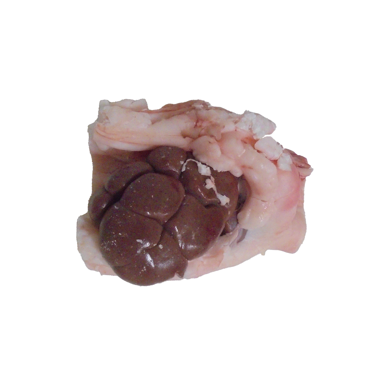 Rognon de veau avec gras sous vide élevé et abattu en France
