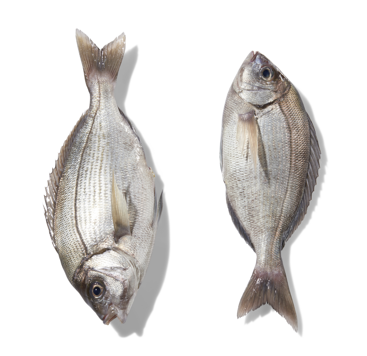 Dorade Grise calibre 800/2.0 pêchée en Atlantique Nord-Est