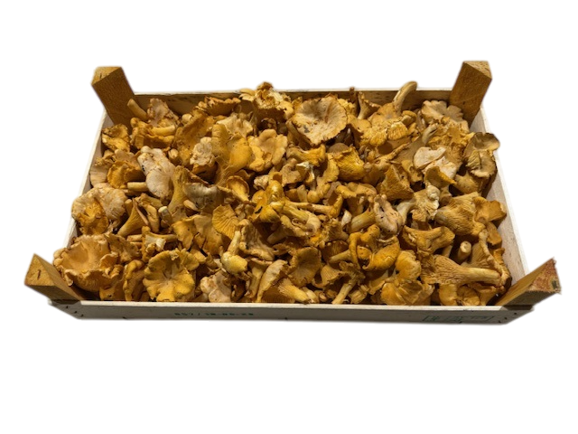 Champignon girolle Lituanie 3 kg